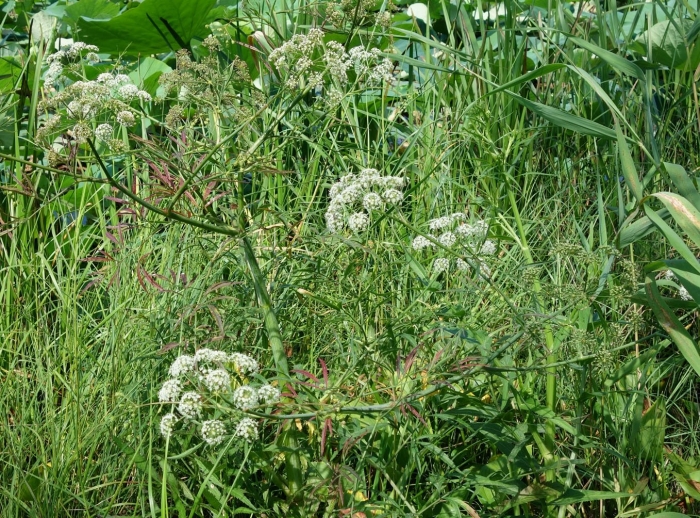 Вех ядовитый цикута
