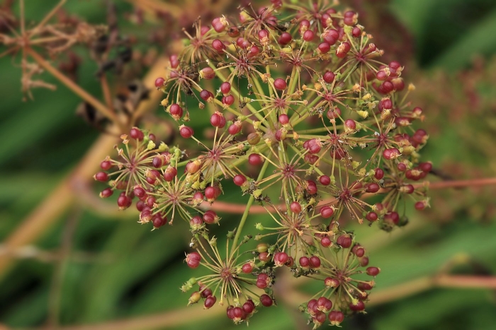 Вёх ядовитый цикута