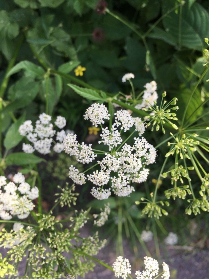 Вех (cicuta maculata)