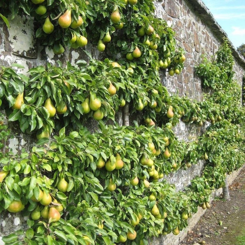 Груша декоративная Лиана