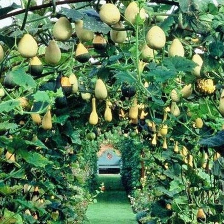 Груша декоративная Лиана