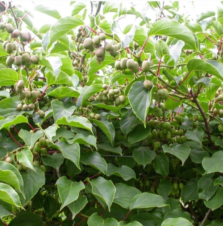 Актинидия аргута иссаи