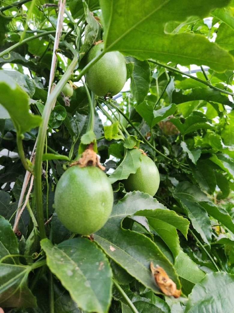 Маракуйя дерево