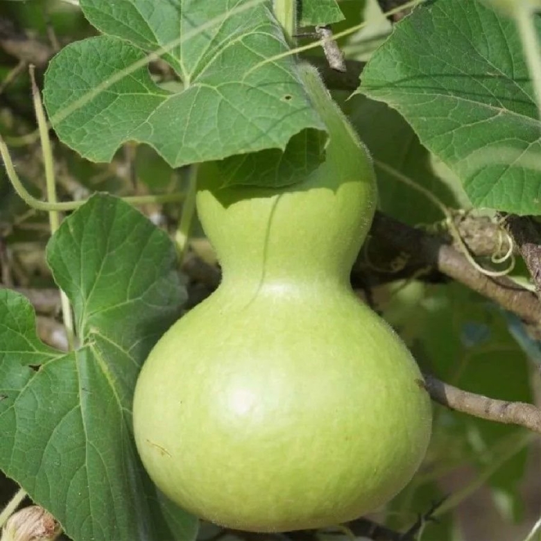 Бутылочная тыква горлянка лагенария посудная