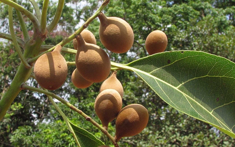 Terminalia bellirica плоды