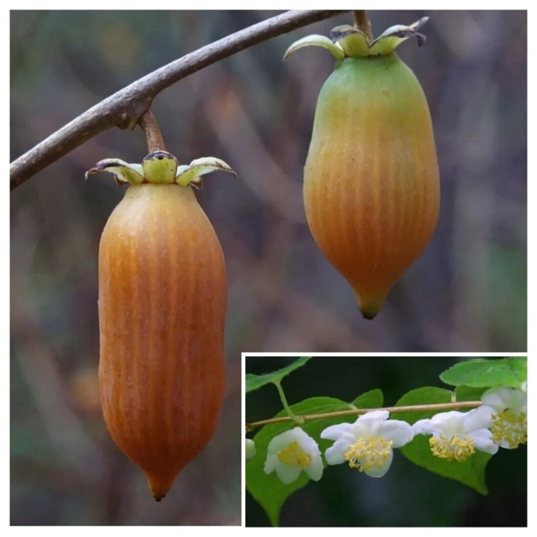 Актинидия полигама Абрикосовая