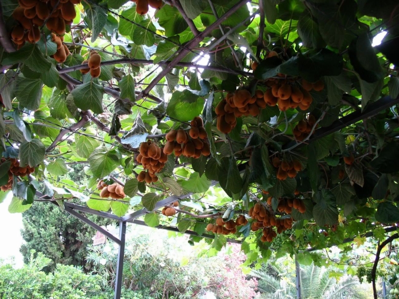 Древовидная Лиана киви