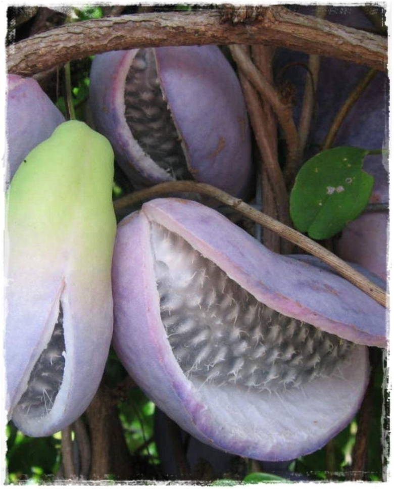 Акебия шоколадная Лиана