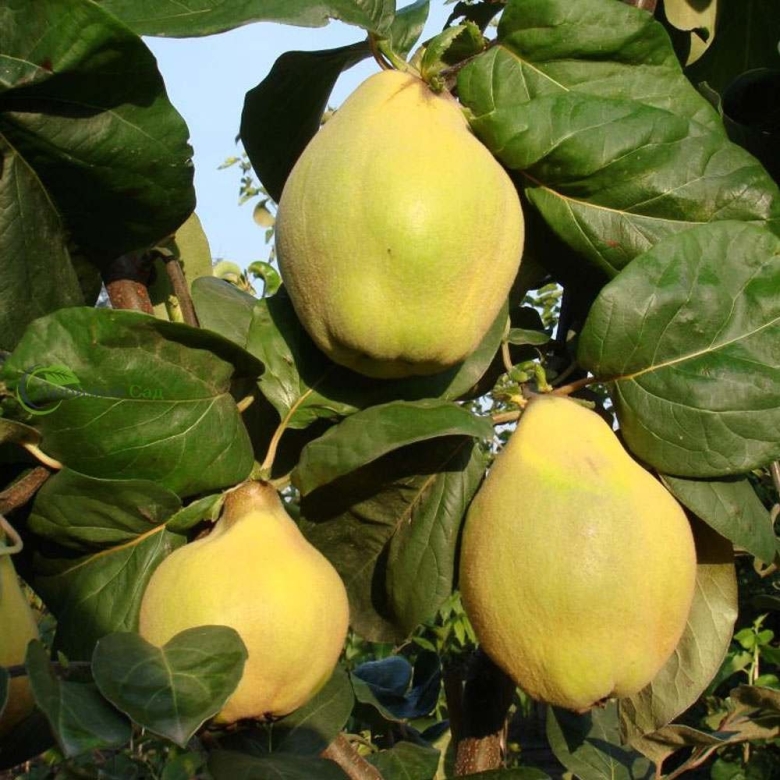 Айва грушевидная