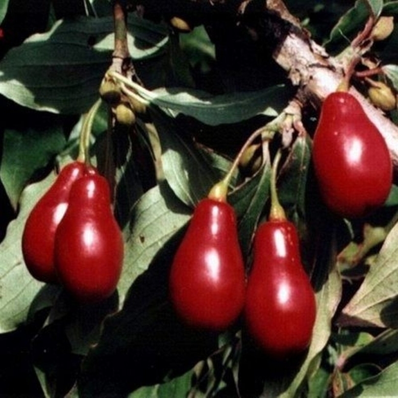 Кизил садовый завязь ягод