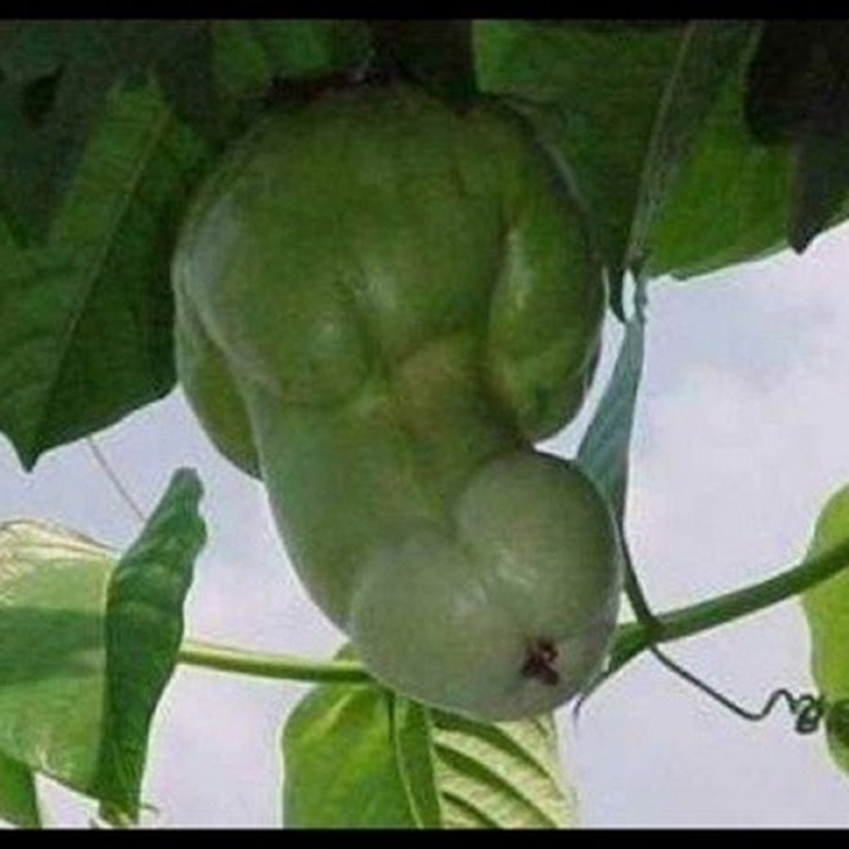 Дерево с плодами в виде женщины