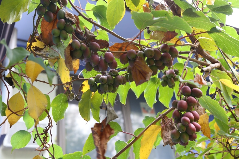 Актинидия вьющаяся