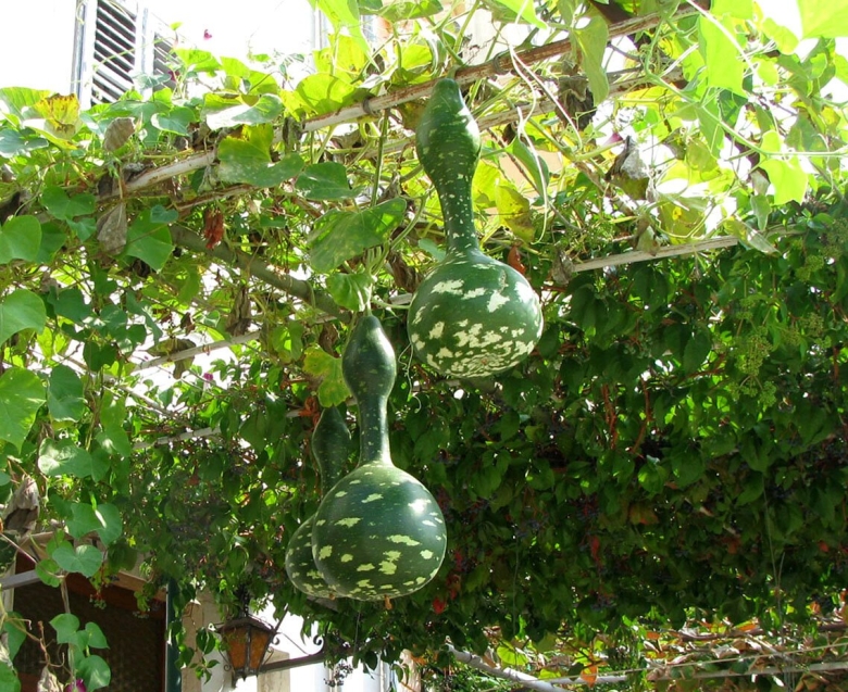 Лагенария обыкновенная