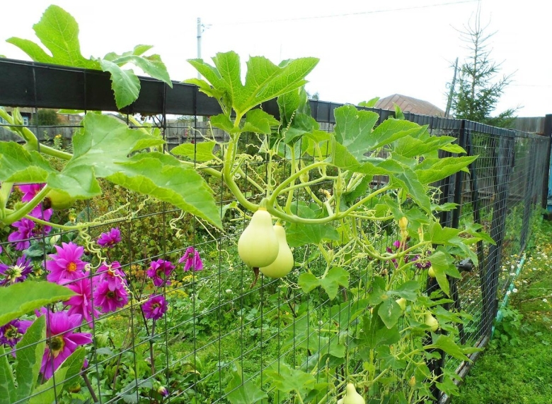 Декоративная тыква Лиана