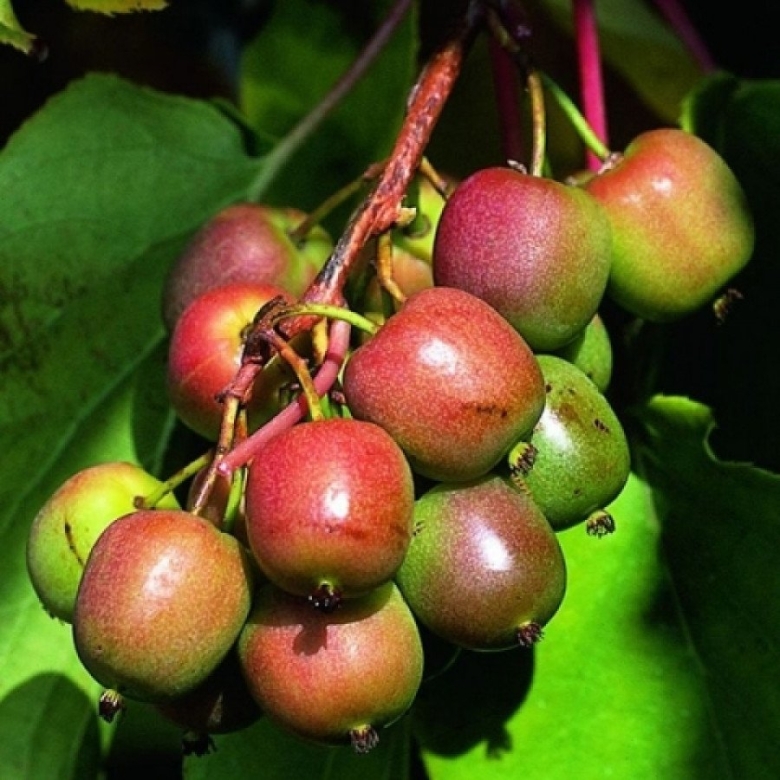 Актинидия аргута Ананасная