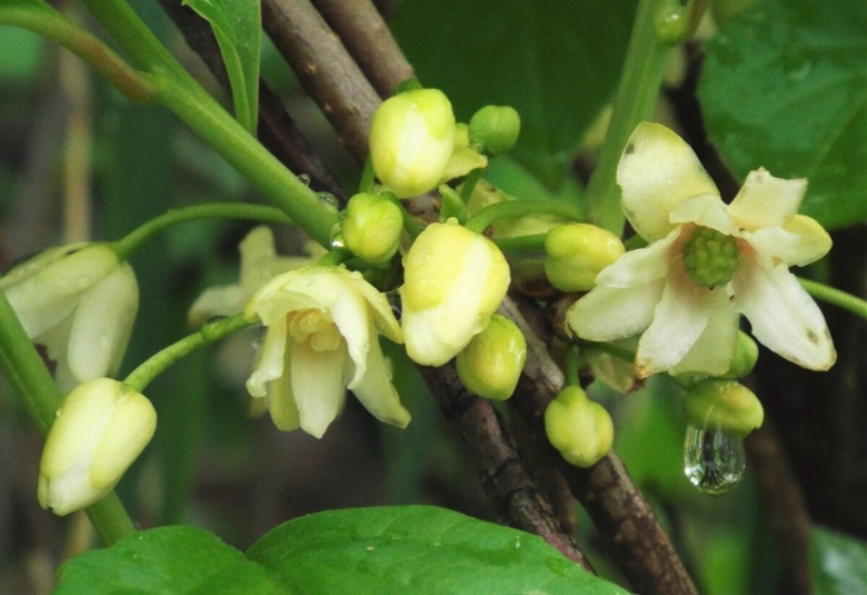 Лимонник Дальневосточный цветение