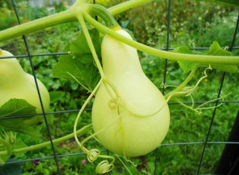 Грушевидные лианы