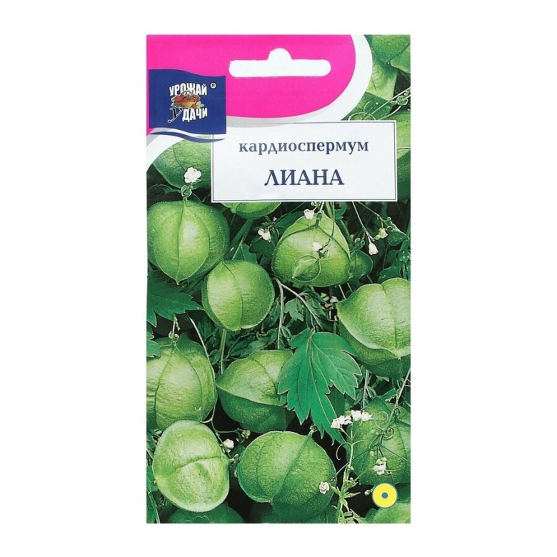 Кардиоспермум жонглер