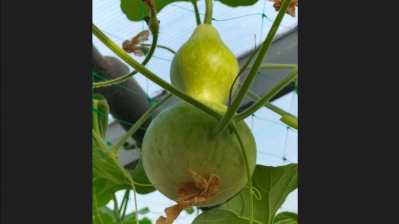 Звездчатый крыжовник тропический овощ