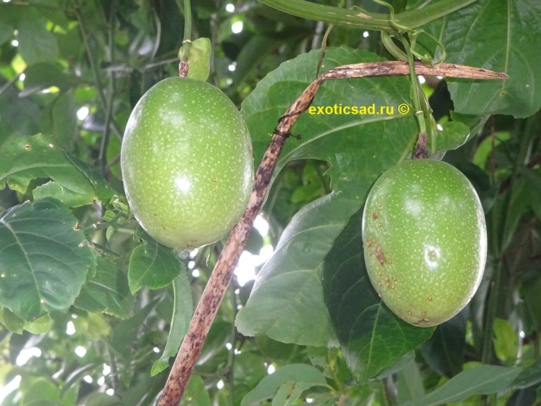 Маракуйя зеленая фрукт