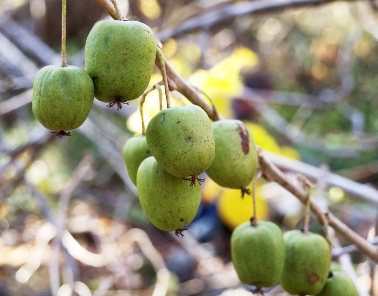 Дальневосточный кишмиш актинидия