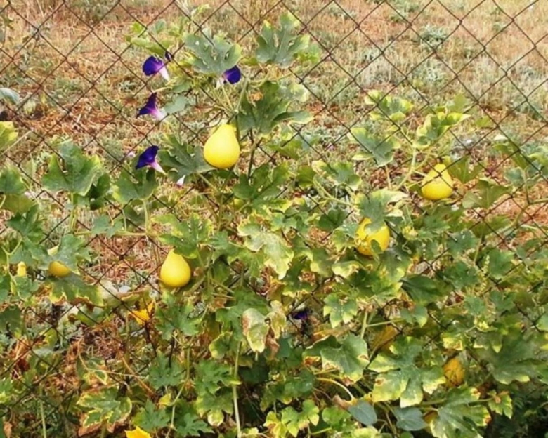 Декоративная тыква груша