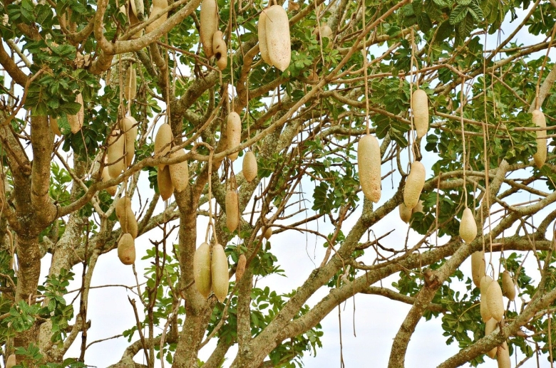 Колбасное дерево в Африке