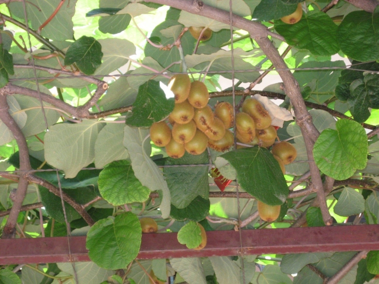 Актинидия деликатесная Боскоп