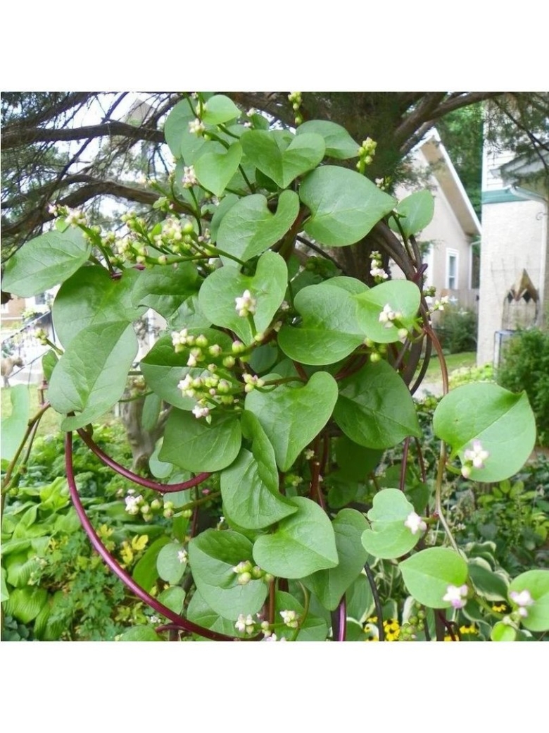 Базелла заморский гость