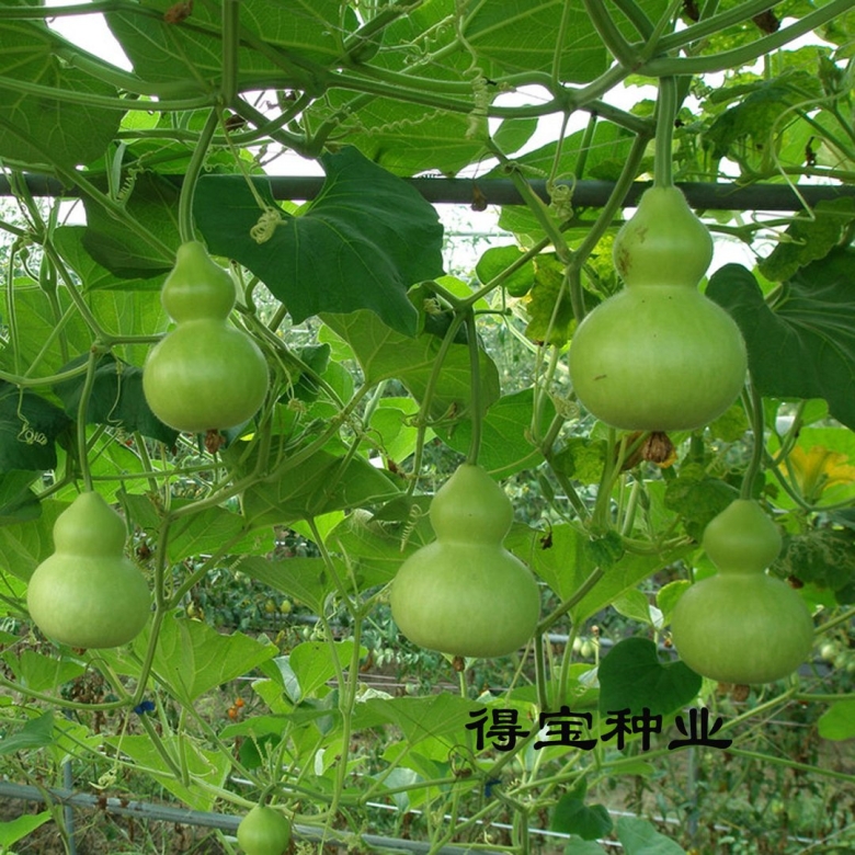 Декоративная груша вьющаяся семена