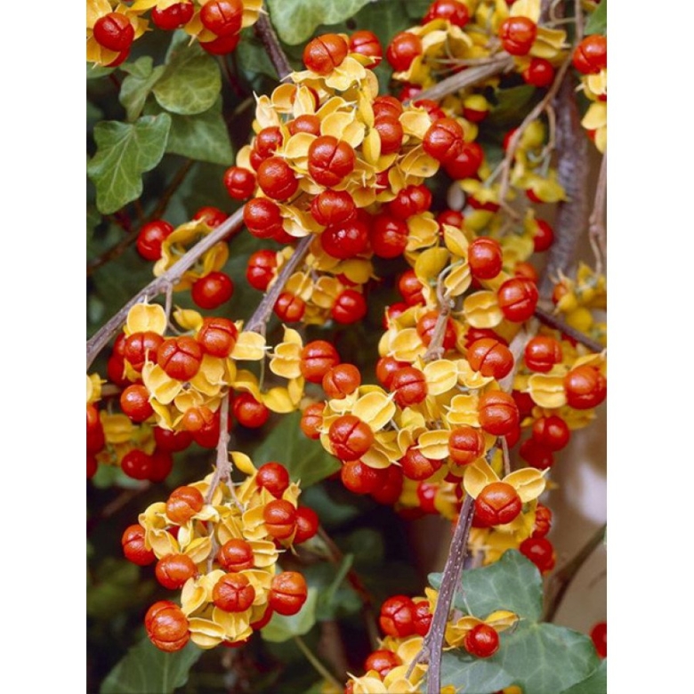 Древогубец круглолистный