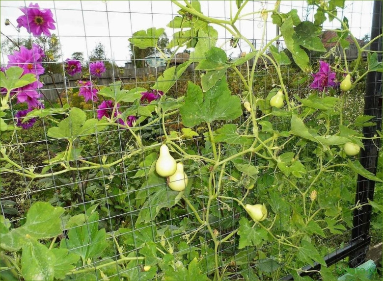 Декоративная тыква Вьюнок