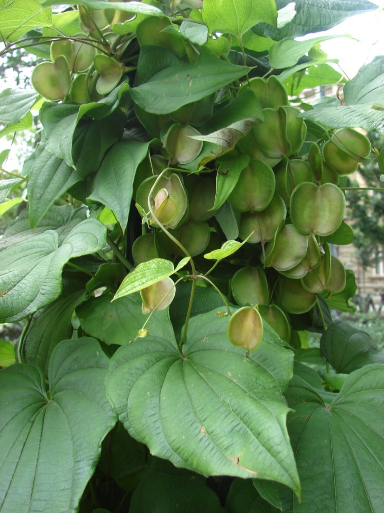 Диоскорея Кавказская