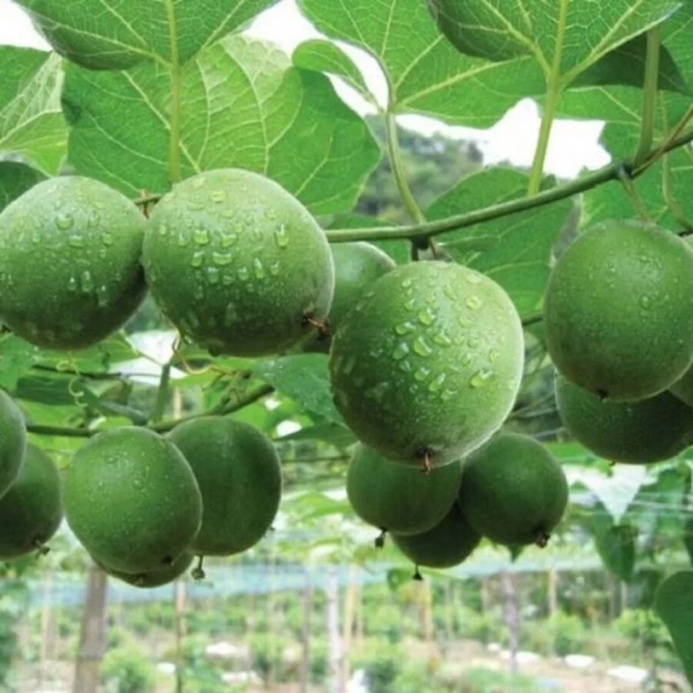 Siraitia grosvenorii