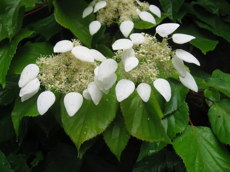 Схизофрагма гортензиевидная