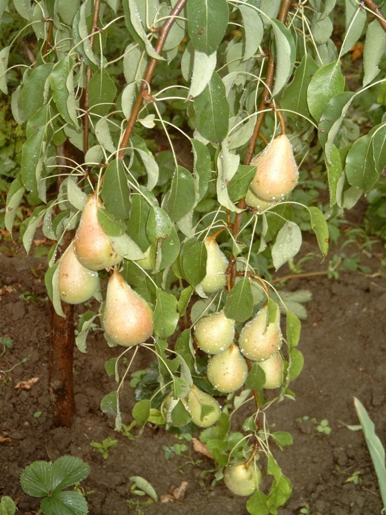 Груша тыква Лиана