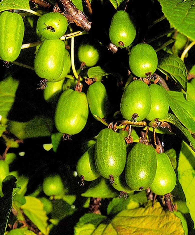 Актинидия коломикта доктор Шимановский