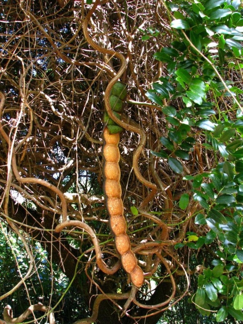 Лиана энтада