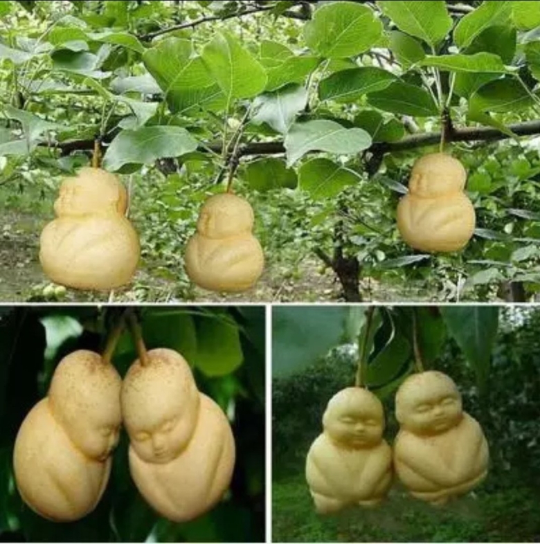 Груша декоративная Лиана