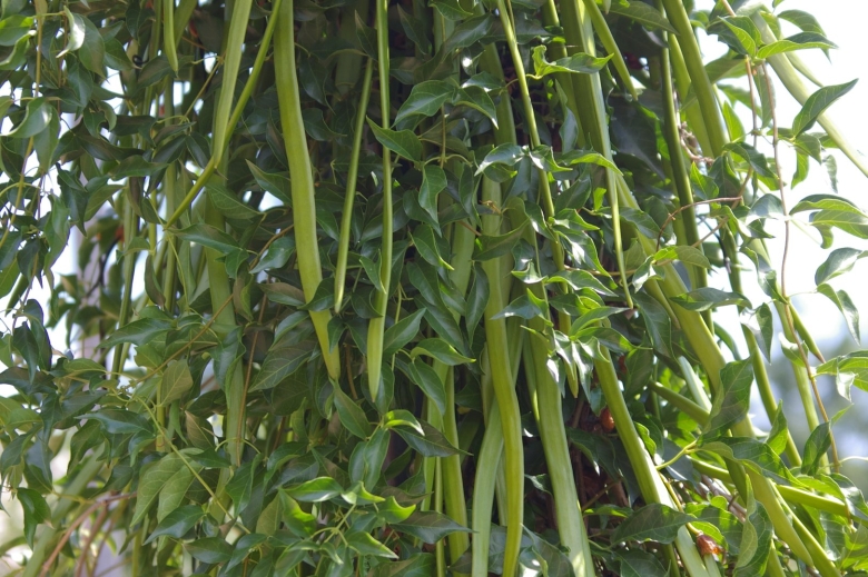 Вислоплодник фото