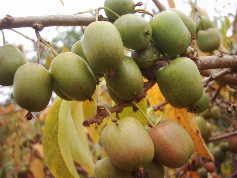 Дальневосточный кишмиш актинидия