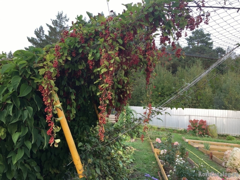 Пергола для актинидии