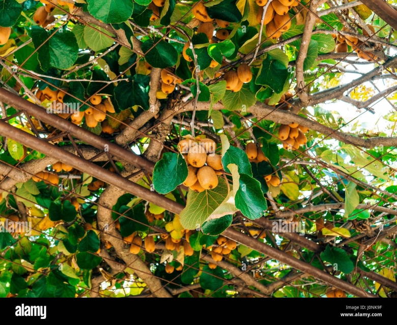 Древовидная Лиана киви
