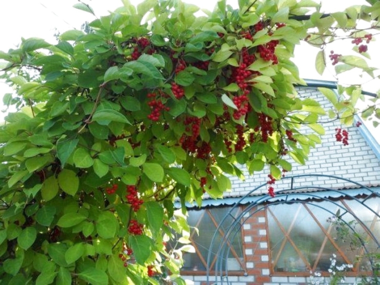 Лимонник китайский лиана