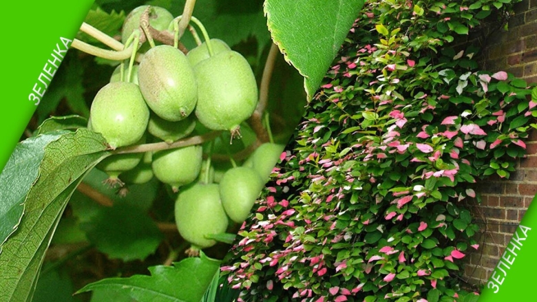 Актинидия коломикта Сентябрьская