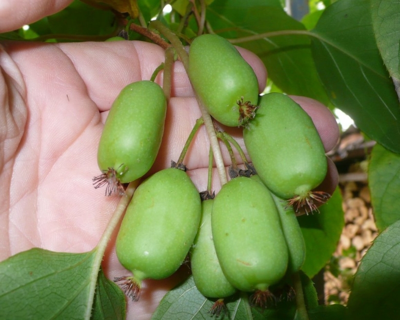 Актинидия коломикта Изобильная