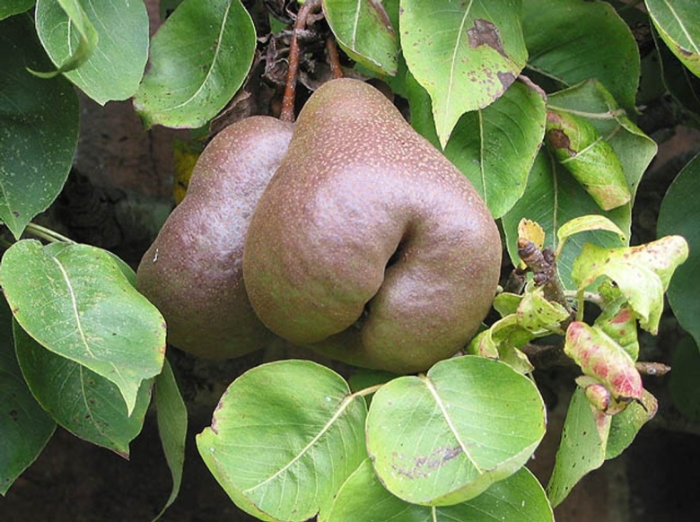 Black Worcester Pear