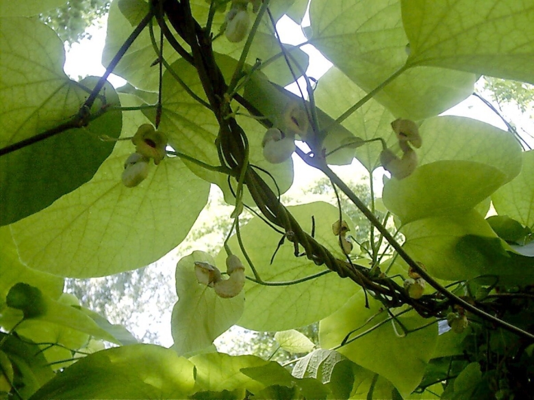 Кирказон актинидия