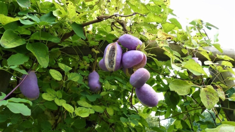 Акебия шоколадная лиана