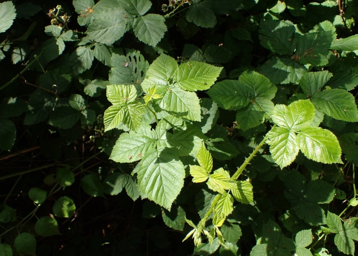 Rubus hevellicus